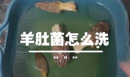 猪肚炖西洋参的功效(猪肚西洋参汤：滋补养生，补气养血，助消化) ...