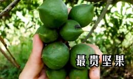 澳洲坚果的功效与作用(澳洲坚果：营养丰富，助力健康)