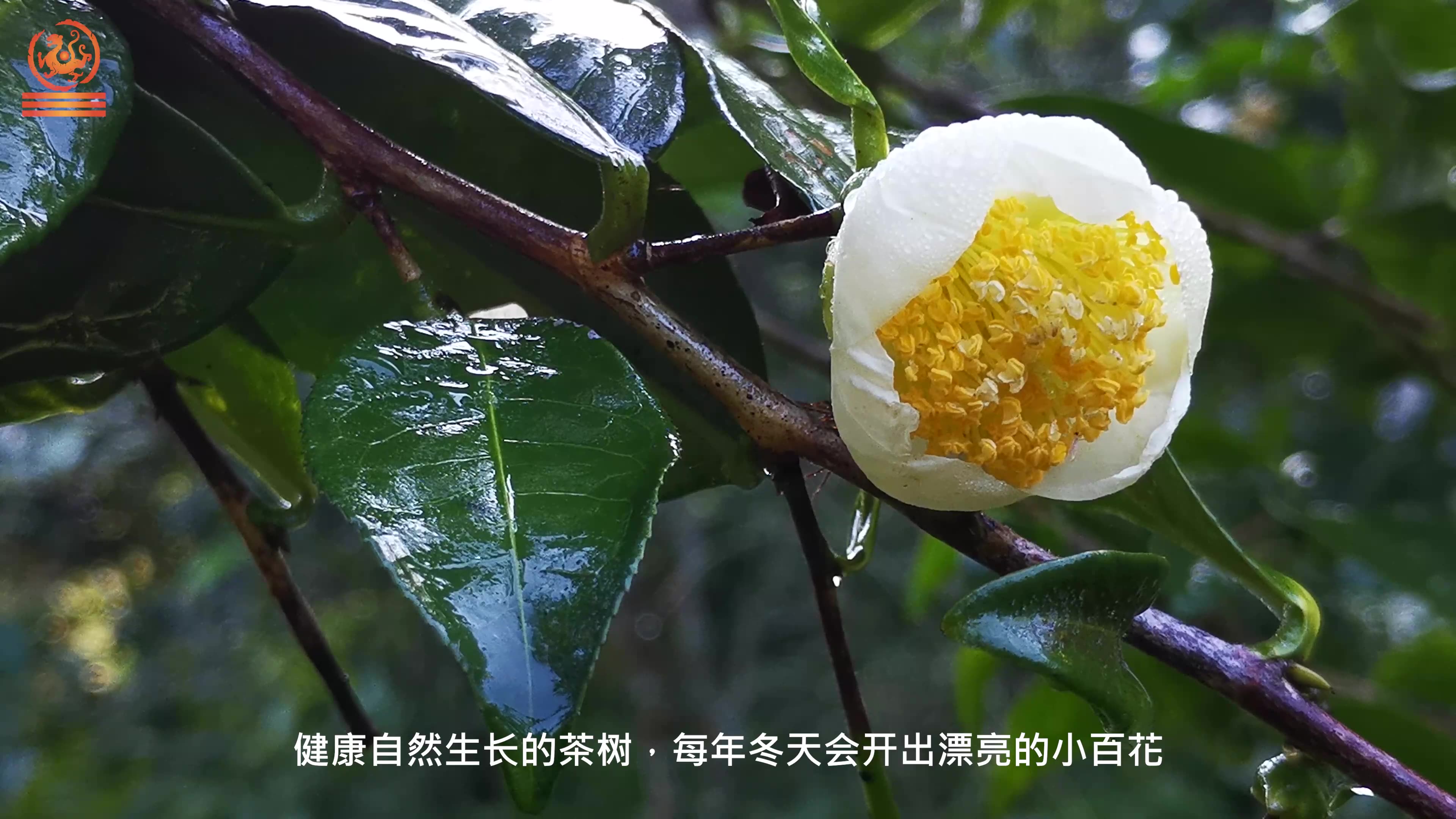 金茶花的功效与作用(金茶花的功效与作用，让你更健康)