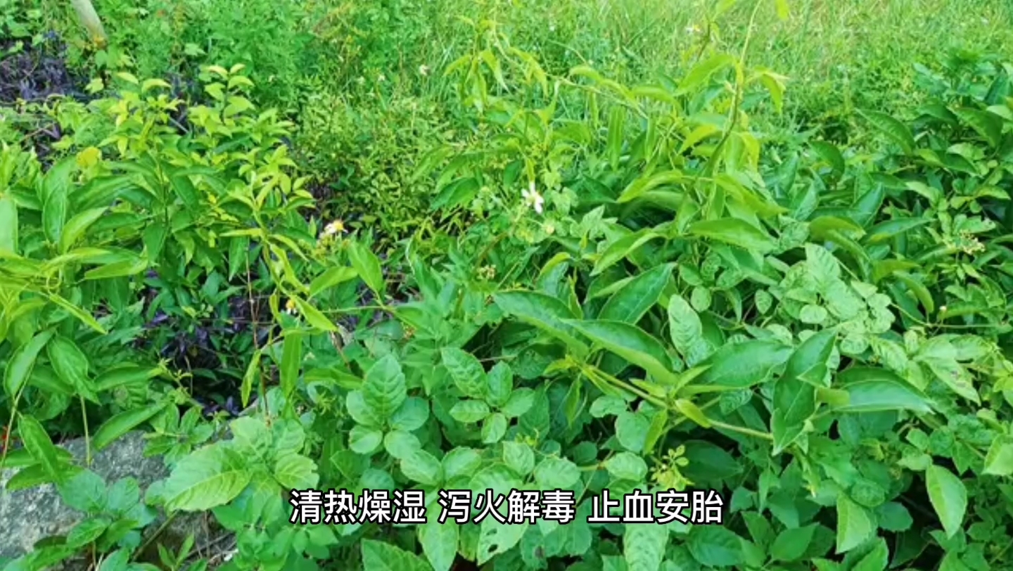 黄芩泡水喝功效与作用(黄芩泡水喝的好处：清热解毒、抗炎镇痛) ...