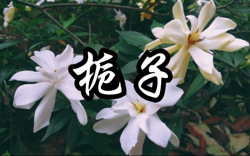 中药栀子花的功效(栀子花功效大揭秘，美容养颜祛痘必备)