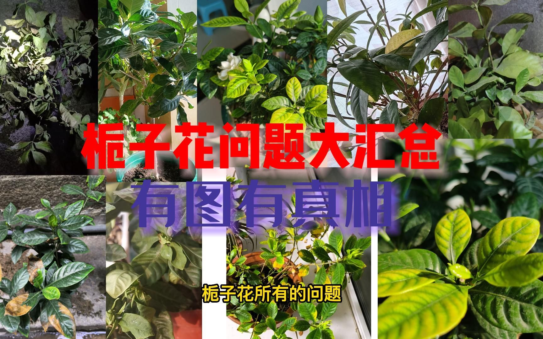 中药栀子花的功效(栀子花功效大揭秘，美容养颜祛痘必备)