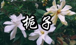 中药栀子花的功效(栀子花功效大揭秘，美容养颜祛痘必备)