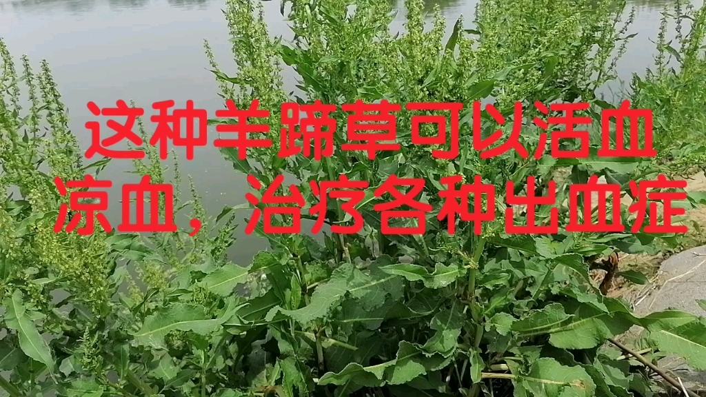 羊蹄草的功效与作用(羊蹄草功效大揭秘，神奇作用让你惊叹)