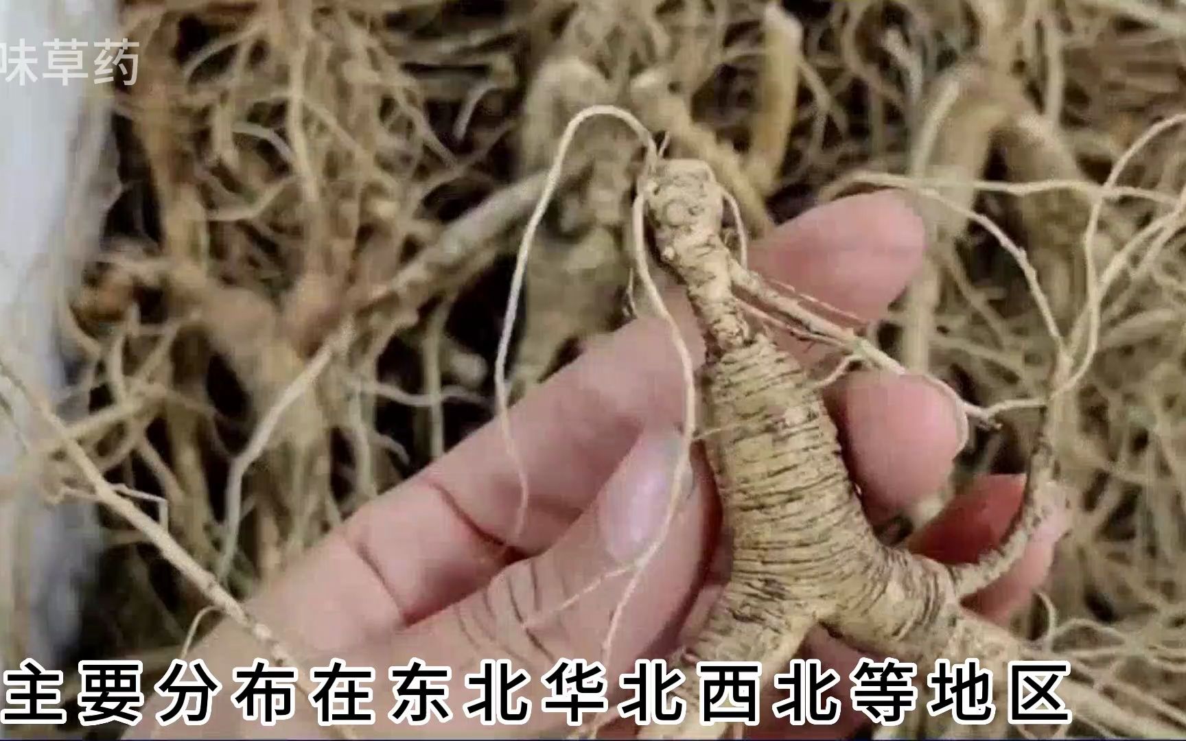 干人参的功效与作用(干人参的功效与作用，提高免疫力、延缓衰老) ...